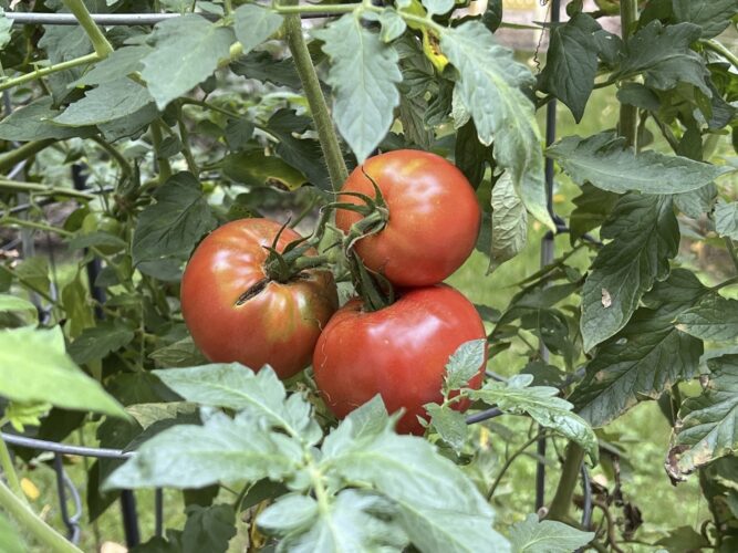 How to tell when your  garden veggies are ripe  for harvesting